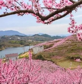 山花烂漫时剧照