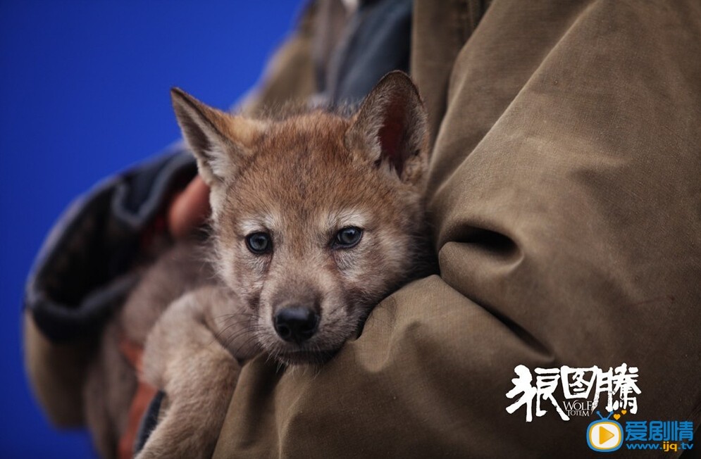 狼图腾高清剧照 狼图腾官方剧照