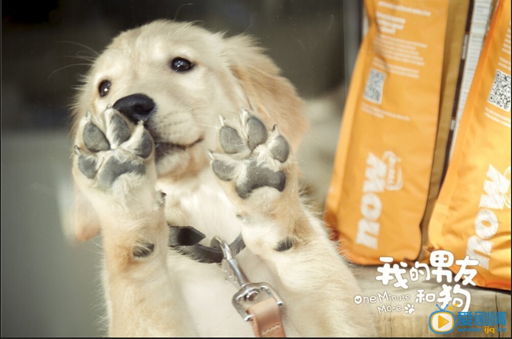 我的男友和狗剧照