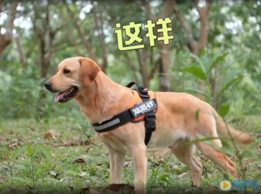 神犬小七第二季中小七扮演者拉布拉多高清剧照