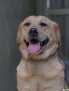 警花与警犬樱桃是母犬吗？它是什么品种的母犬