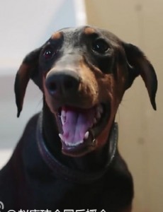 警花与警犬夜叉成为警犬了吗？夜叉在哪一集成为警犬的