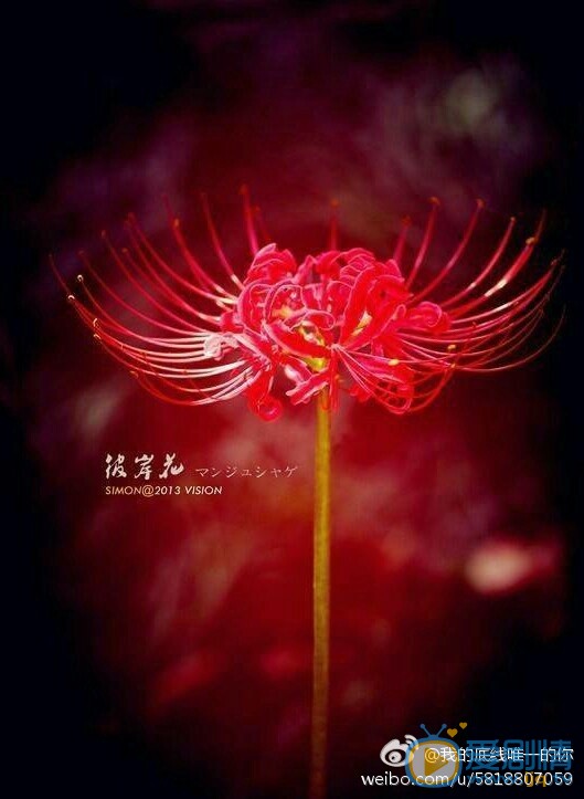 彼岸花海报