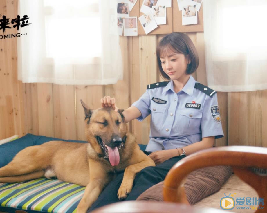 警犬来啦剧情介绍(1-46集大结局)