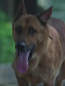警犬来啦花哨是什么犬？警犬来啦花哨是什么品种的警犬？