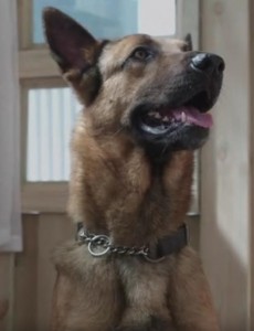 警犬来啦吴满福为什么觉得花哨特别像二爷？吴满福嘴里的二爷是什么？花哨和二爷是什么关系？