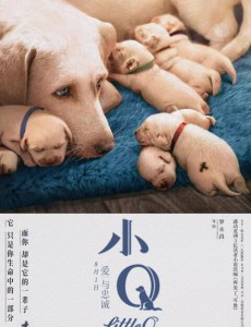 《小Q》电影什么时候上映？任达华电影小Q上映时间
