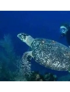 海底一万米吓疯潜水员挺恐怖的 最恶心的海洋生物大曝光