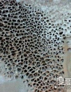 玉米男孩抠虫子图片 密集恐怖症勿入