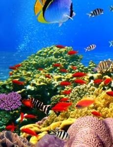 海底一万米吓疯潜水员挺恐怖的 最恶心的海洋生物都有什么？