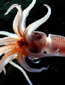 乌贼为什么是四维生物？四维生物是什么？