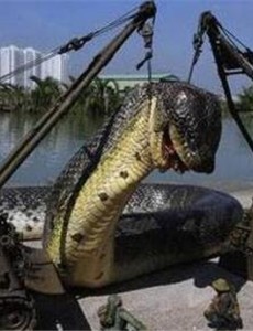 世界第一巨蛇长什么样？世界第一巨蛇图片曝光
