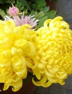 花繁叶茂什么时候上映？一共有几集？在哪个平台上播出？