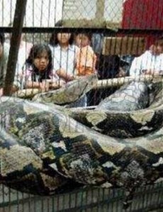 世界上最大的蛇是什么蛇有多大呢，印尼巨蟒重达894斤(一口整吞活人)