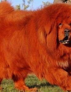 世界上最贵的藏獒：纯红藏獒可换北京一环一套房(售价1000万)令人震惊，养不起