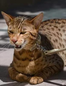盘点世界最贵的猫排行榜,阿什拉豹猫竟然价值61万折耳猫英短最便宜