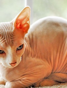 盘点史上最丑的猫品种排行榜，无毛猫占据前三，不要小看了它