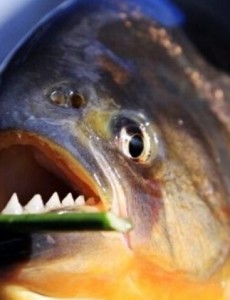 盘点亚马逊河杀手排行榜,刺鲶力压食人鱼成霸主（食人鱼第3、电鳗第4）