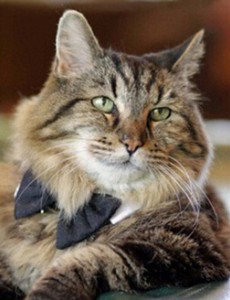 揭晓世界上最长寿的猫，长毛虎斑猫Corduroy26岁（相当于123岁）令人震惊