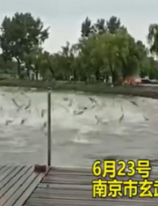 玄武湖公园现群鱼跳跃奇观，情景很是趣味