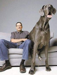 盘点世界上最大的犬排行榜，最大的原来是西班牙獒犬（高100厘米/体重120公斤）