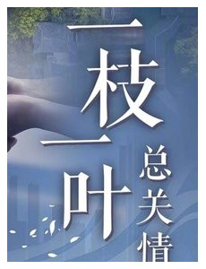 一枝一叶总关情电视剧剧情讲述的是什么